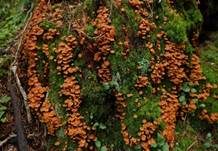 Geselliger Glöckchennabeling, Foto 38
