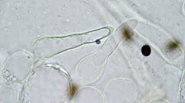 Geselliger Tintling, Foto 26