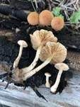 Geselliger Trompetenschnitzling, Foto 17