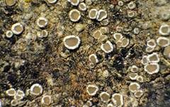 Becher-Krustenflechte, Foto 6