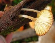 Gestreifter Nabeling, Foto 15