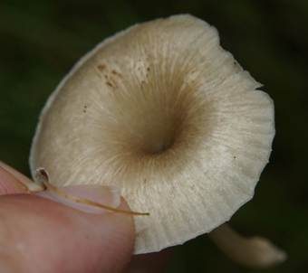 Gestreifter Nabeling, Foto 4