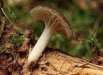 Gestreifter Nabeling, Foto 29