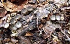 Gestreifter Teuerling, Foto 15