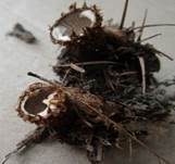 Gestreifter Teuerling, Foto 23