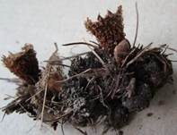Gestreifter Teuerling, Foto 24
