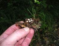 Gestreifter Teuerling, Foto 28