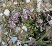 Gestreifter Teuerling, Foto 34