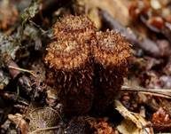 Gestreifter Teuerling, Foto 40