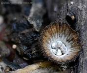 Gestreifter Teuerling, Foto 8