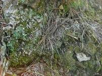 Geteilte-Hundsflechte, Foto 9