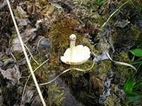 Getigerter Sägeblättling, Foto 20