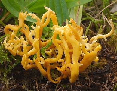 Geweihförmige Wiesenkoralle, Foto 2