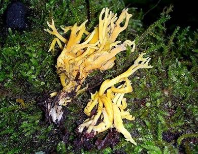 Geweihförmige Wiesenkoralle, Foto 3