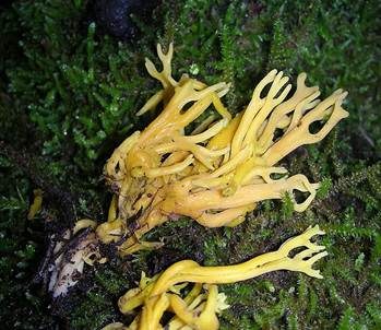Geweihförmige Wiesenkoralle, Foto 4