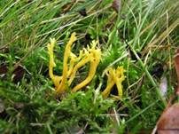 Geweihförmige Wiesenkoralle, Foto 5