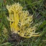 Geweihförmige Wiesenkoralle, Foto 7