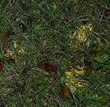 Geweihförmige Wiesenkoralle, Foto 8