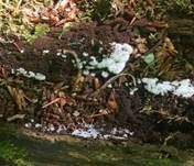 Geweihförmiger Schleimpilz, Foto 42