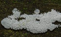 Geweihförmiger Schleimpilz, Foto 51