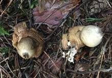 Gewimperter Erdstern, Foto 21
