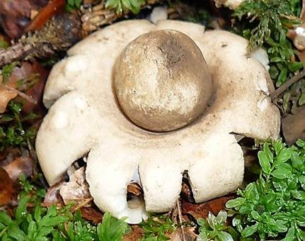 Gewimperter Erdstern, Foto 4