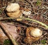Gewimperter Erdstern, Foto 31