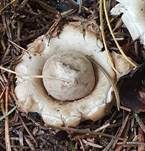 Gewimperter Erdstern, Foto 44