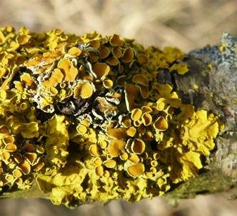 Gewöhnliche Gelbflechte, Foto 2