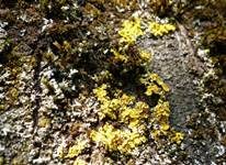 Gewöhnliche Gelbflechte, Foto 8
