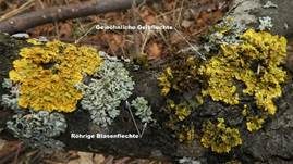 Gewöhnliche Gelbflechte, Foto 70