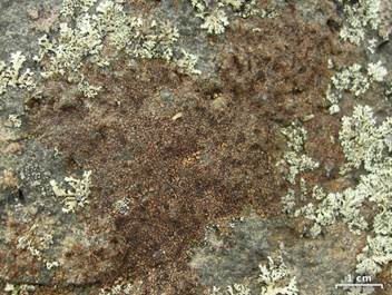 Gewöhnliche Kleinsporflechte, Foto 3