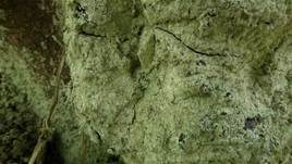 Gewöhnliche Lepraflechte, Foto 13