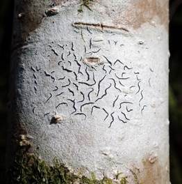 Gewöhnliche Schriftflechte, Foto 3