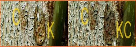 Gewöhnliche Schriftflechte, Foto 11