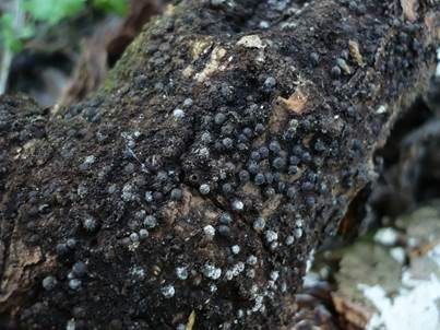 Gewöhnliche Schwarzbrust, Foto 4