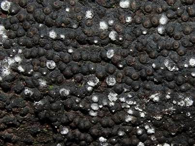 Gewöhnliche Schwarzbrust, Foto 5