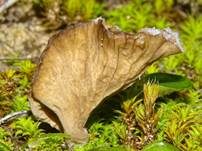 Gezonter Adernmoosling, Foto 34