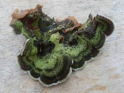 Gezonter Ohrlappenpilz, Foto 2