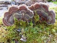 Gezonter Ohrlappenpilz, Foto 22