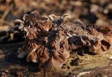 Gezonter Ohrlappenpilz, Foto 24