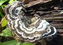 Gezonter Ohrlappenpilz, Foto 32