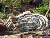 Gezonter Ohrlappenpilz, Foto 33