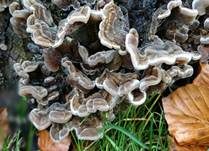 Gezonter Ohrlappenpilz, Foto 35