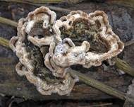 Gezonter Ohrlappenpilz, Foto 38