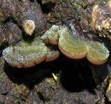 Gezonter Ohrlappenpilz, Foto 39