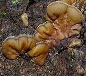 Gezonter Ohrlappenpilz, Foto 40