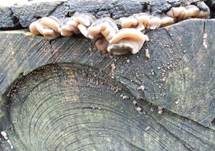 Gezonter Ohrlappenpilz, Foto 44