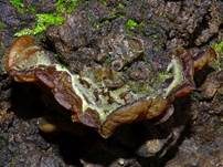 Gezonter Ohrlappenpilz, Foto 46