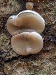 Gezonter Ohrlappenpilz, Foto 54
